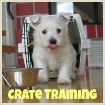 Although puppy training pads can work well for some puppies, and in ...