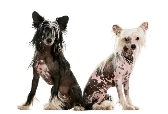 chinese crested dog hypoallergenic