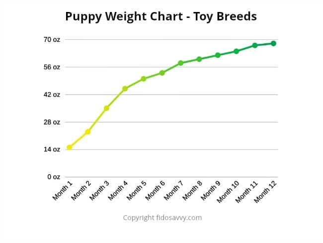 small breed dog weight