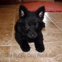 All Black German Shepherd Puppies Goldenacresdogs Com