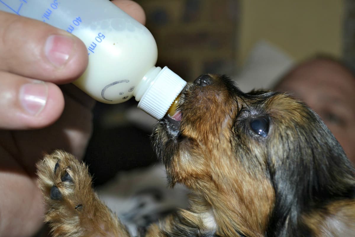 Tiny Yorkshire Terrier puppy being bottle fed