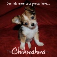 Chihuahua Puppy Care Guide