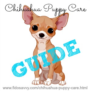 chihuahua puppy care