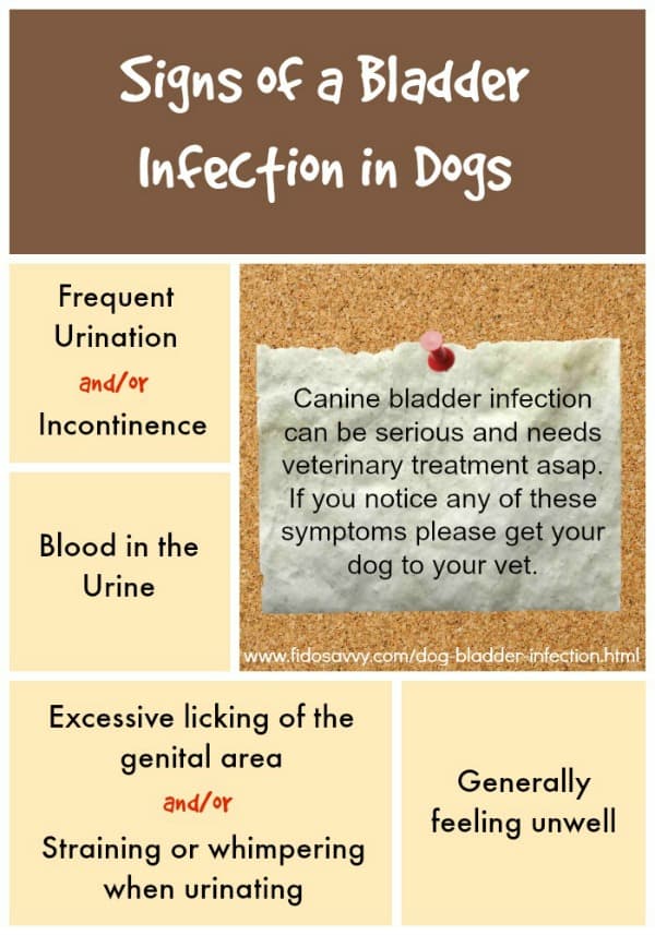 How Do I Know If My Dog Has Bladder Infection