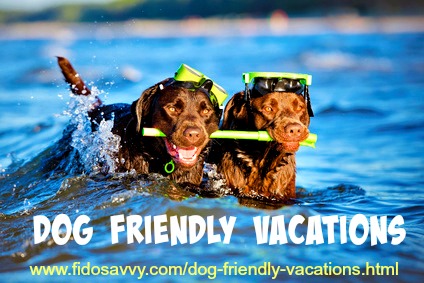 Dog Friendly Vacations 101