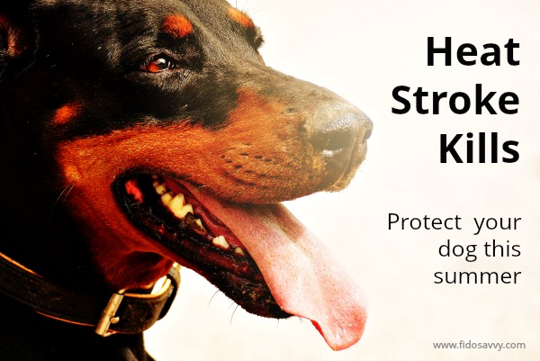 how long does heat stroke in dogs last