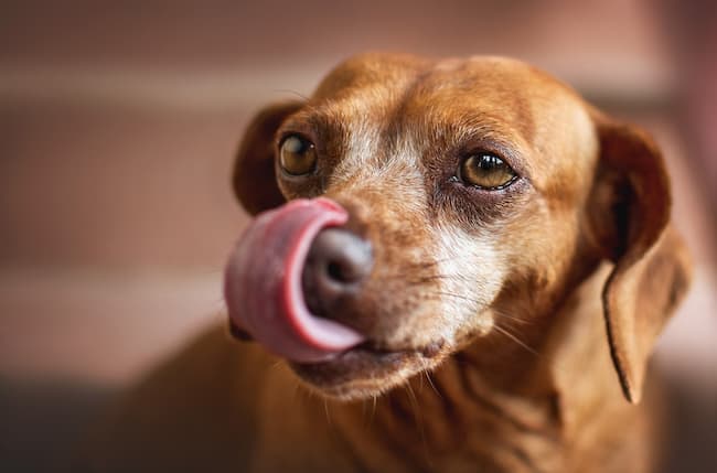 Why Dogs Lick The Air
