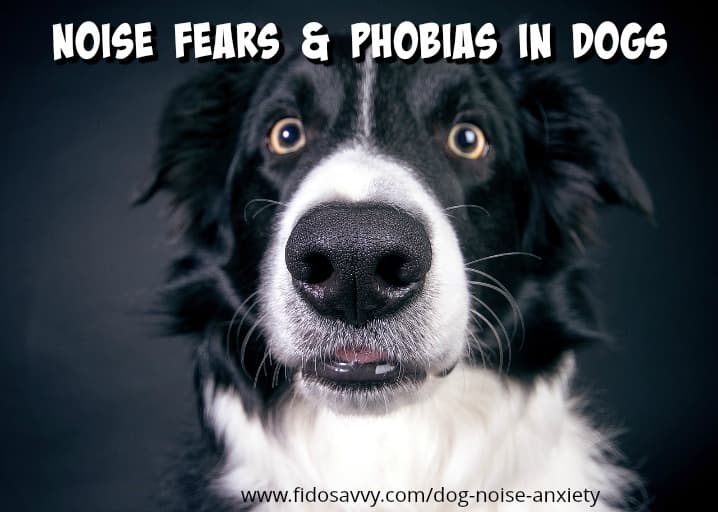 dog noise phobia treatment