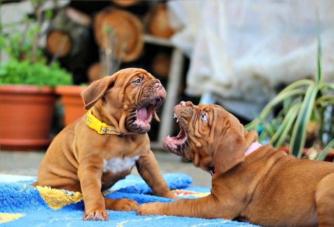 puppy aggression towards other dogs
