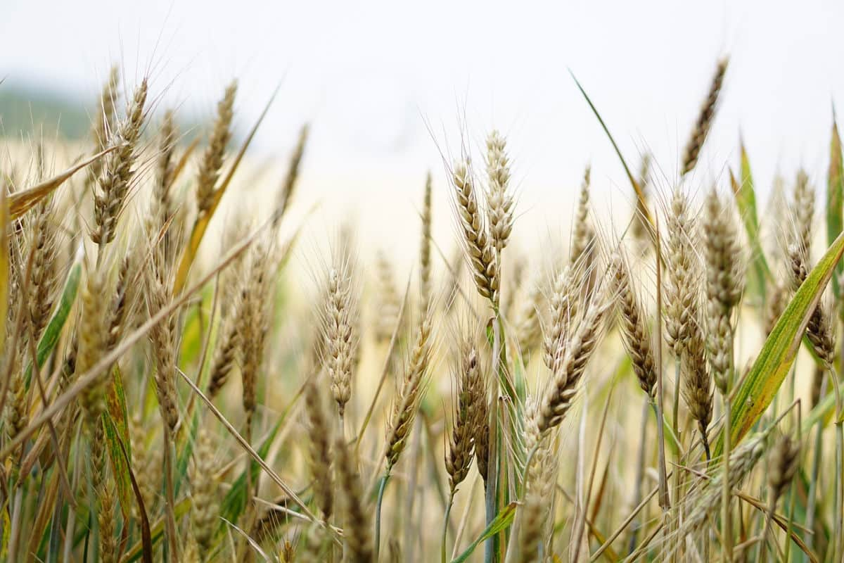 wheat in dog food