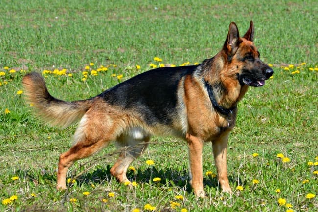 German shepherd 2024 intelligent dog