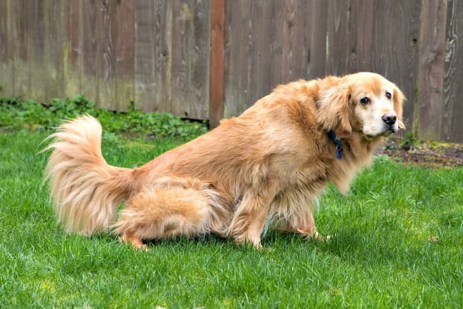 what causes a bladder infection in dogs