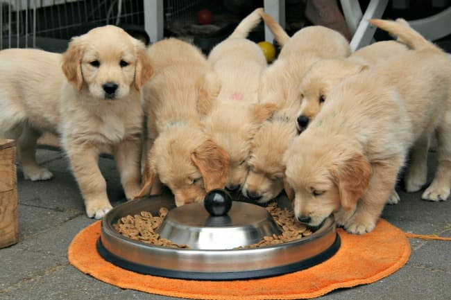 kibble dog food for puppies