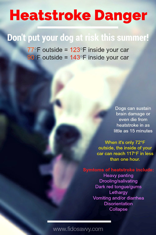 Dog Heat Stroke Guide