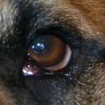 Cherry Eye In Dogs - Ivan's Story