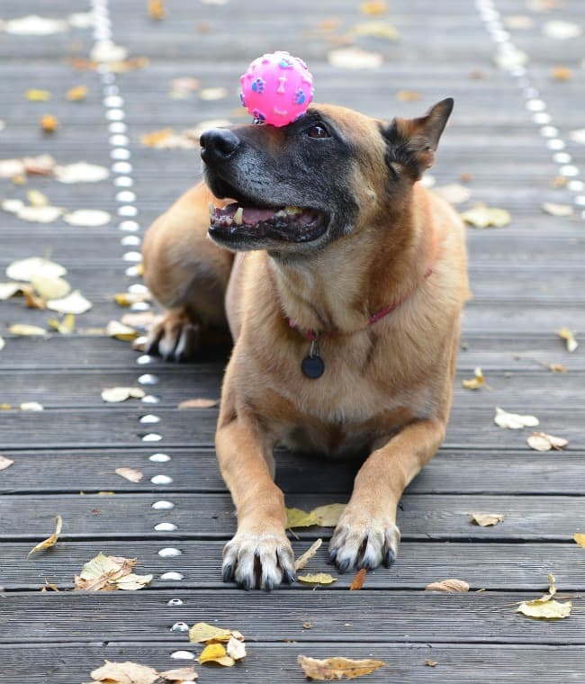 https://www.fidosavvy.com/images/malinois_balancing_ball_650_c.jpg