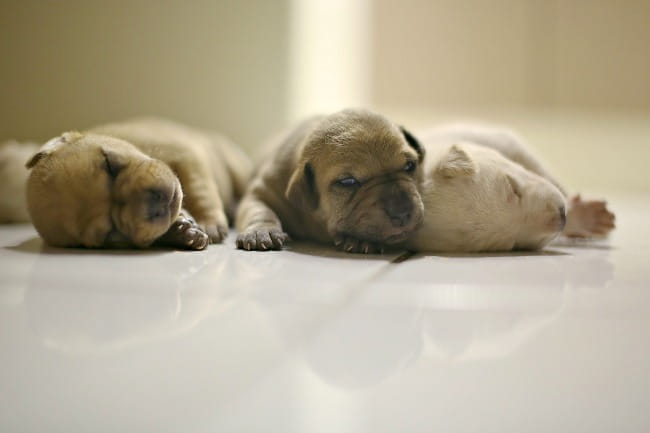 newborn pug puppy care