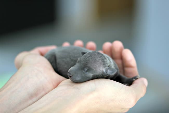 Tiny newborn puppy being held carefully in breeders hands