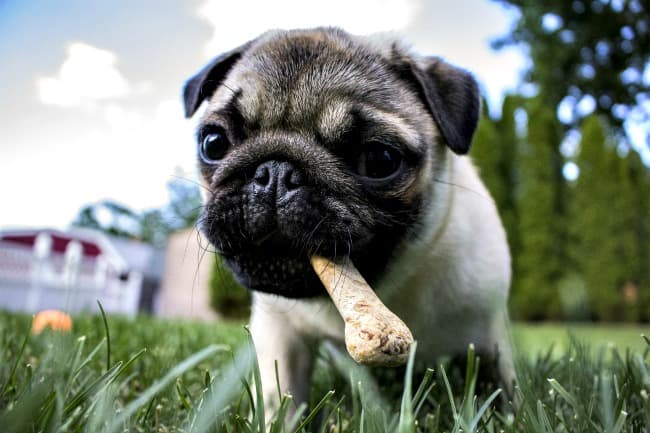 best chew toys for pugs