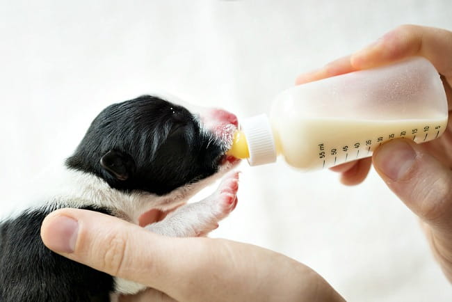 Owner bottle feeding a tiny puppy