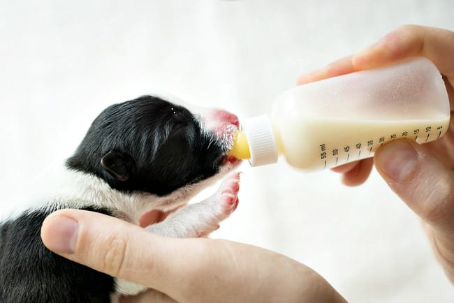 how-to-bottle-feed-puppies-a-step-by-step-guide