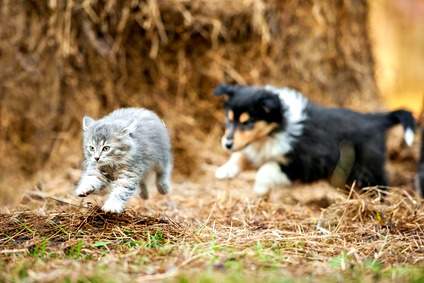 Puppy die achter een kitten aanzit