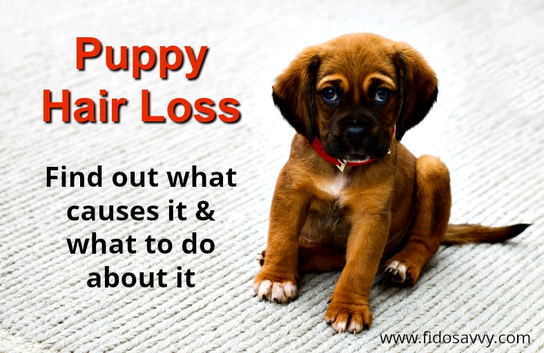 puppy losing fur