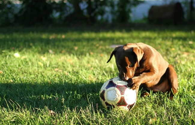 Football Dog Names 