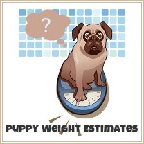 Dog Crate Size Guidelines