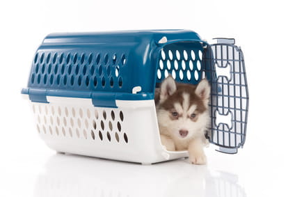 How To Crate Train A Puppy At Night (No Fuss: 8 Easy Steps)