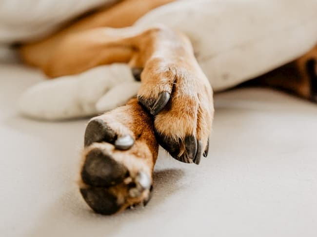 how to keep dogs paws clean