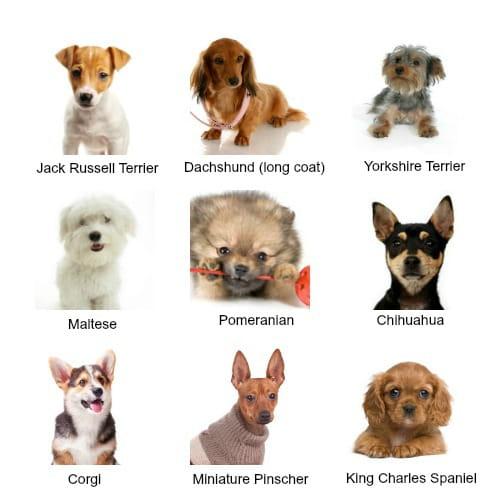 all types of dog breeds