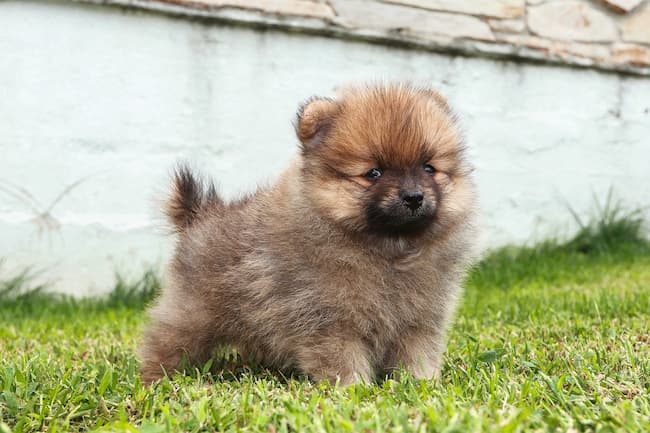 Udseende atlet Skyldfølelse Pomeranian Care - New Owner's Guide