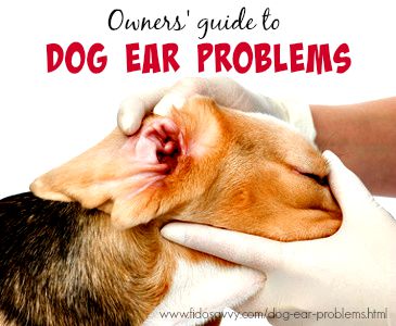 Dog Ear Problems - From Causes To Cures
