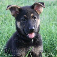 Beautiful German Shepherd Puppy Pictures