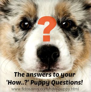 The Most Common 'How puppy' Questions, Answered!